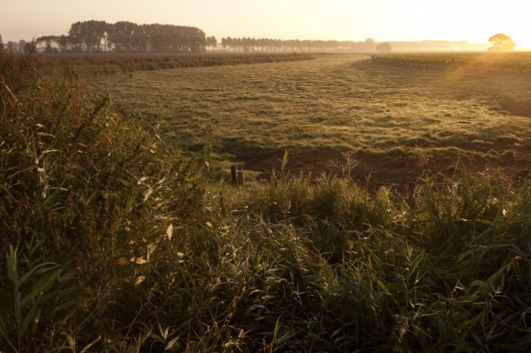 Poldergrasland.