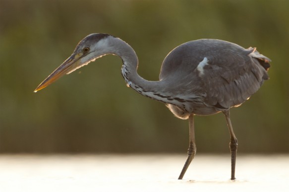Blauwe reiger