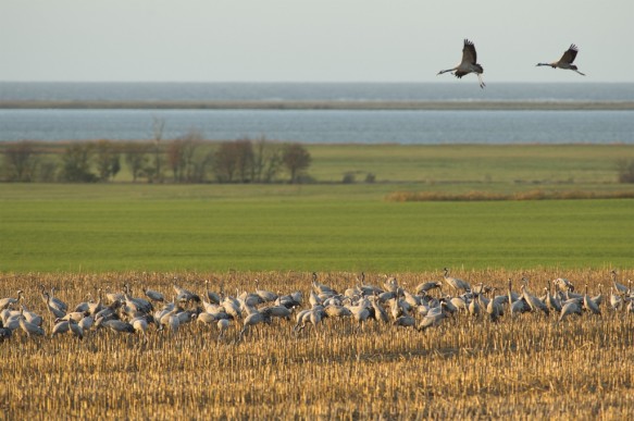 Kraanvogels