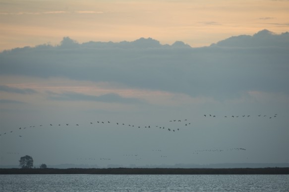Kraanvogels
