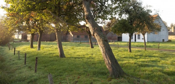 Hoogstamboomgaard.