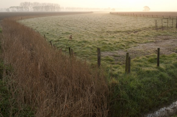 Poldergrasland