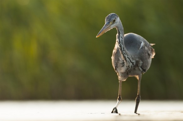 Blauwe reiger