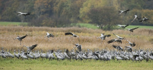 Kraanvogels