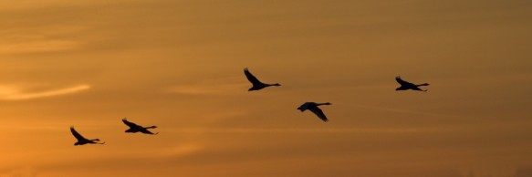 Kleine zwanen