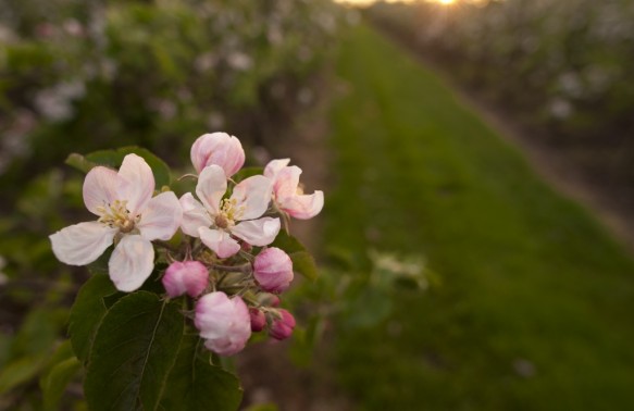 Laagstamfruitboom