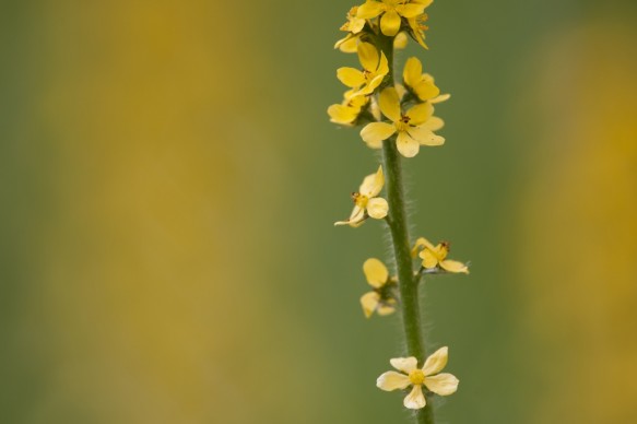 Agrimonie