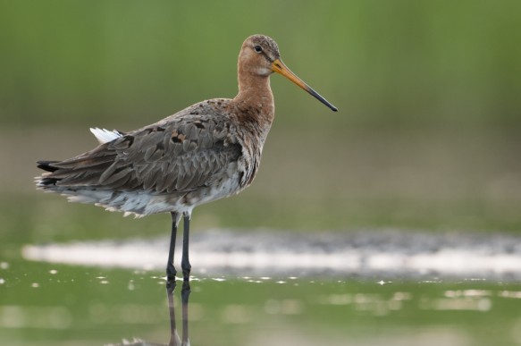 Grutto