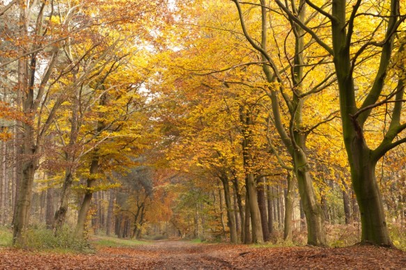 Antwerpse heirweg in de herst
