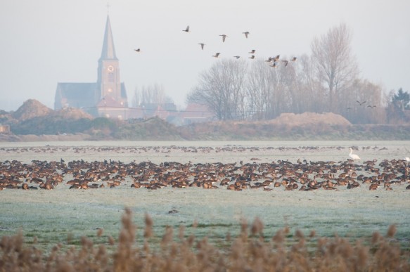 Ganzen in de polder.