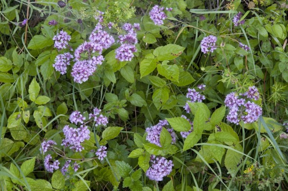 Marjolein