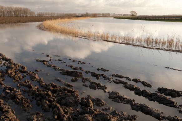 Poldergrasland onder water..