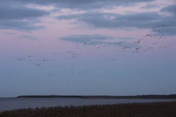 Kraanvogels