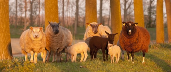 Schapen