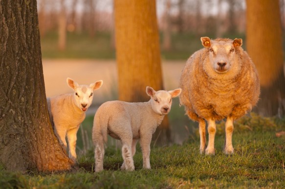 Schapen