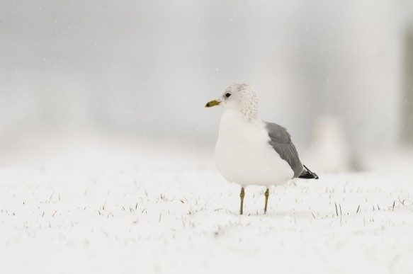 Stormmeeuw
