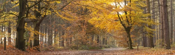 Bos in de herfst.