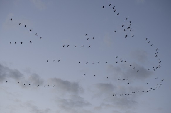 Kraanvogels