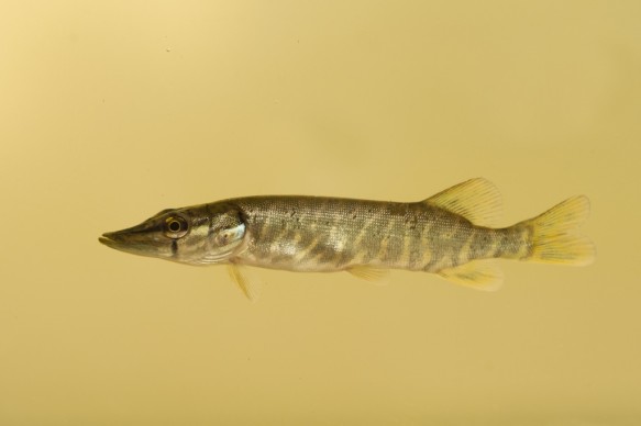 Snoek