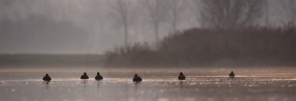 Meerkoet