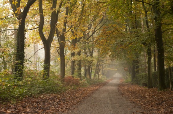 Bos in de herfst.