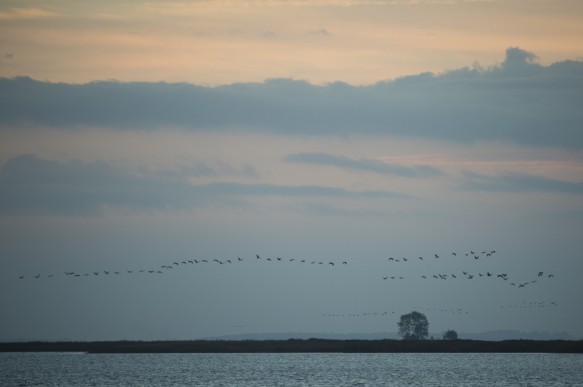 Kraanvogels