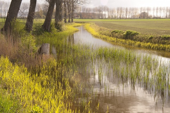 Grote Geul