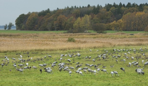 Kraanvogels