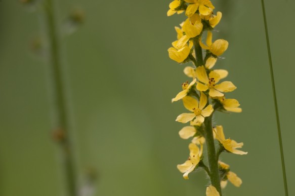 Agrimonie