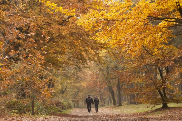 Bos in de herfst.