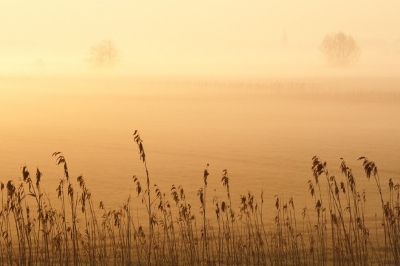 Polder in ochtendgloren.