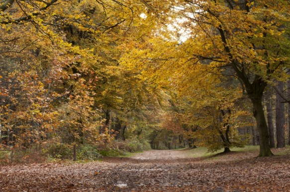 Bos in de herfst.