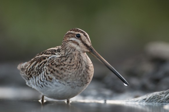 Watersnip