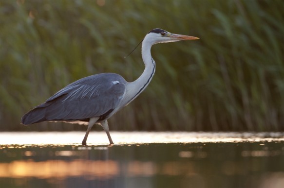 Blauwe reiger