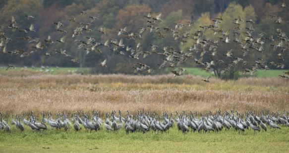Kraanvogels
