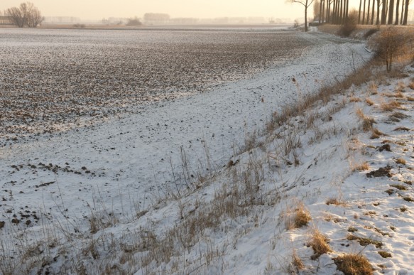 Polder in de winter.