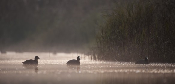 Meerkoet