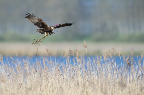 Bruine Kiekendief