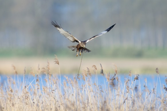 Bruine Kiekendief