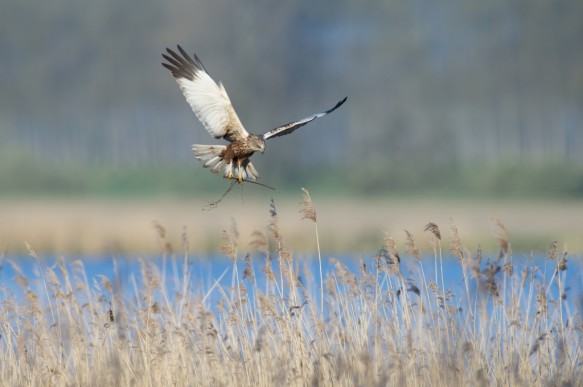 Bruine Kiekendief