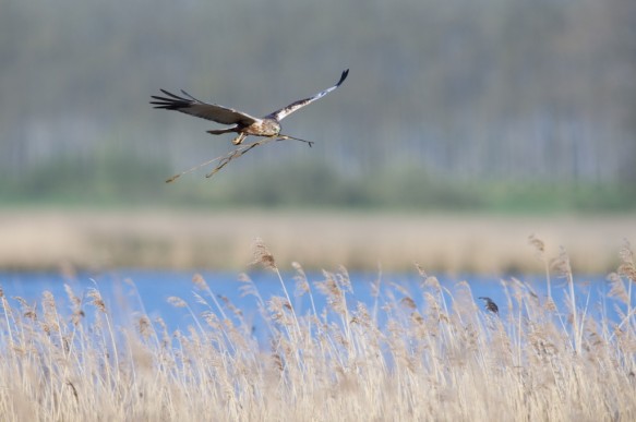 Bruine Kiekendief