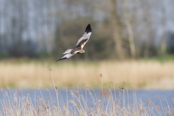 Bruine Kiekendief