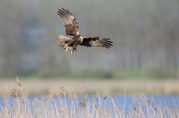Bruine Kiekendief