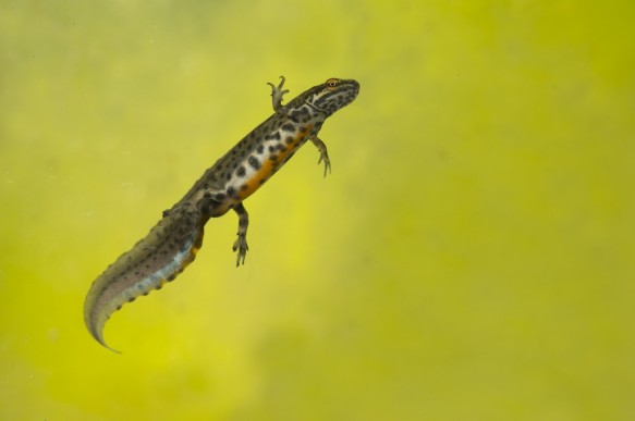 Kleine watersalamander.