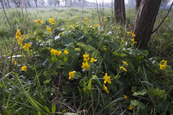Dotterbloem