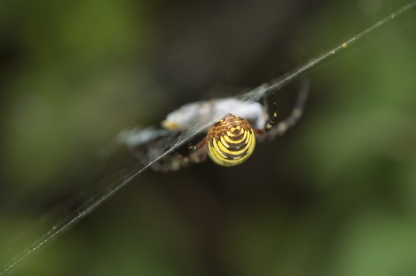 Tijgerspin, wespspin, wespen,spin