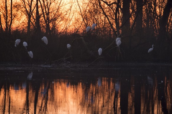 Grote zilverrreiger