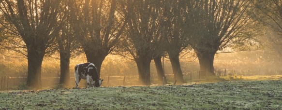 Koe met knotwilgen.