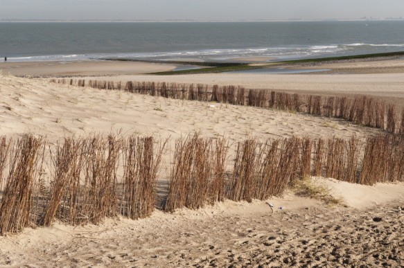 Duinen