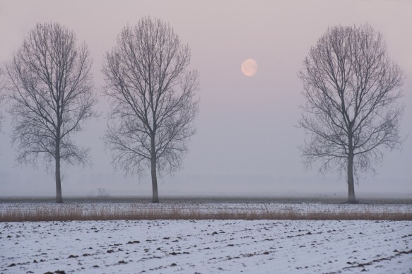 Winter in de polder.